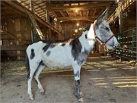Fred - 42" Spotted Donkey (Works & Rides)