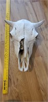 Possible Bisson Skull - age unknown & 2 Jaw Bones