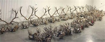 Wildlife Auction Montana FWP 2023