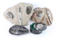 Lot of Collectible Fossils