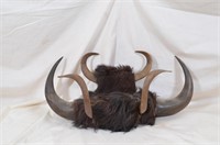 (3) Sets of Horns