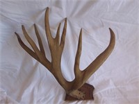 Single Rack Deer Horns