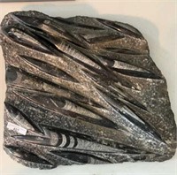 Black Orthoceras Fossil Marble