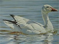 1985 Proud Swimmers Snow Goose