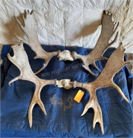 2 Moose Antlers