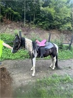 Lucky - 8 YO Blk & Wh Spotted Gelding