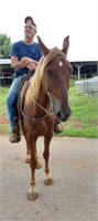 Kody - 5 YO Flaxen Chestnut Gelding