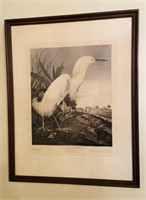 Antique J J Audubon print, snowy heron bird or