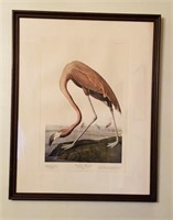Antique J J Audubon print, American Flamingo, old