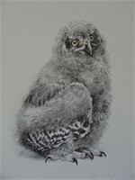 1988 Young Snowy Owl Robert Bateman