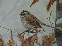 1985 Late November White Throated Sparrow