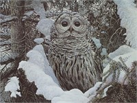 1985 Waking Up Barn Owl Mark Wynen