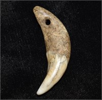 1 7/8" Bear Tooth Pendant found in Calloway County