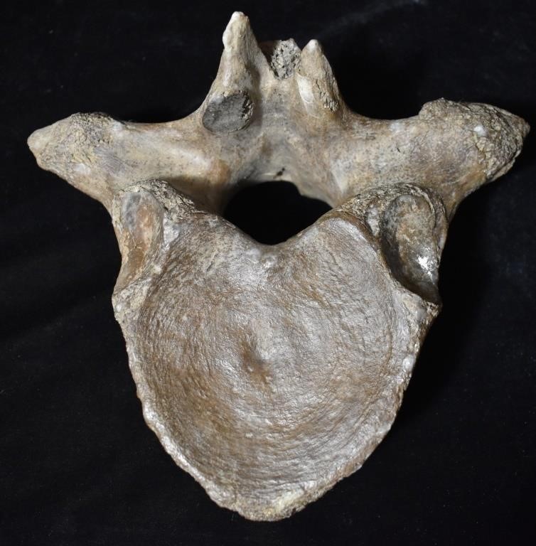 8 1/2" Mastodon Thoracic Vertebrae Fossil found in