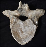 8 1/2" Mastodon Thoracic Vertebrae Fossil found in