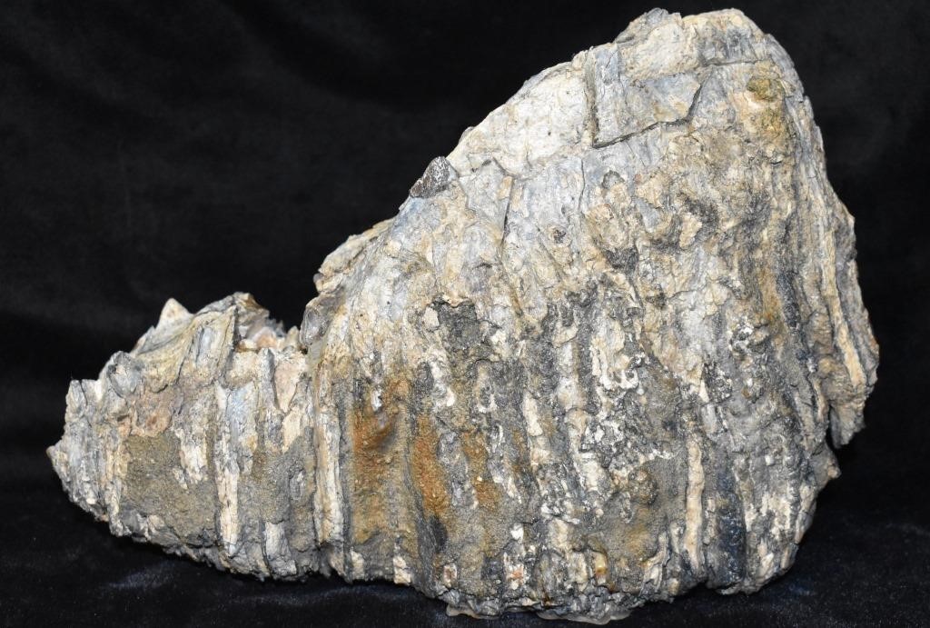 10 1/2" Mammoth Tooth Fossil found in Northern Mis