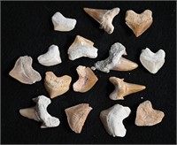 14 Fossilized Sharks Teeth Longest is 1 3/8".