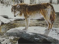 1980 Gray Wolf in Winter Ron Parker