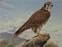 1983 Plains Hunter Prairie Falcon Seerey Lester
