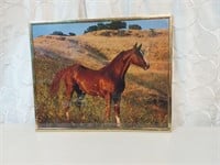 Framed Horse Picture Poster 16"x20"