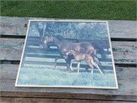Framed Horse Picture Poster 16"x20"