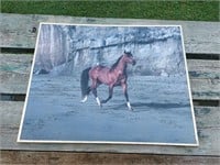 Framed Horse Picture Poster 16"x20" **