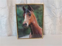 Framed Horse Picture Poster 12"x16"