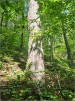 Standing Timber on 60+/- Acres
