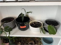 4 Asst Plants