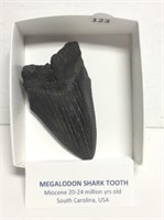 Megalodon Giant Shark Tooth 20-24 Million Years
