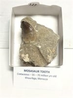 Mosasaur Tooth - Cretaceous, 55-70 Million Years