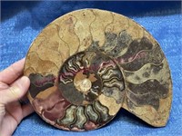 Rare Natural Tentacle Ammonite Fossil (3 lbs) 8in