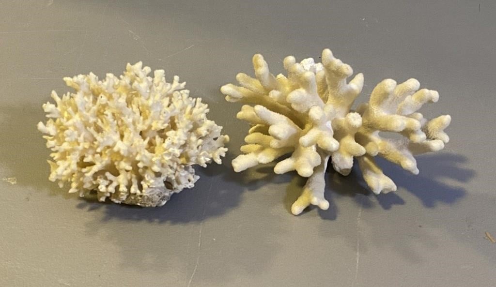 Two Pieces Preserved Coral