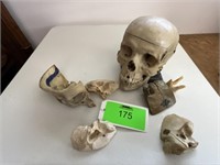 Human Skull Medical Study