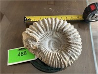 Non-polished ammonite fossil.