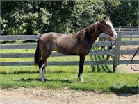 Daisy Mae - 13 Month Black Roan Filly