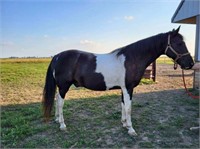 Scooter - 15 YO Blk/Wh Spotted Gelding