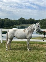 Little Daisey - 2016 Model Gray Foxtrotter Mare