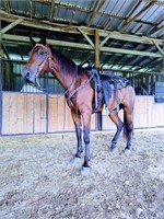 Ashlow - 4 YO Bay Kentucky Mtn Gelding