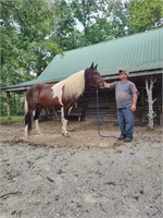 Jack - 12 YO Tricolored Spotted Gelding