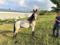 DMF Desperado Blue Moon - Reg. Roan TWH Gelding