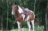 Polly - 8 YO Bay & White Spotted Mare