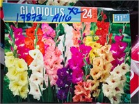 2X BID Gladiodus Bulbs 24ct A116