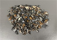 Shark Teeth 8oz