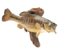 Taxidermy Large Mouth Bass Mounted