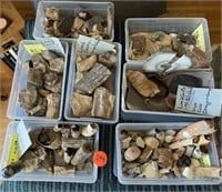 (7) Containers Assorted Limb Casts & Geological Sp