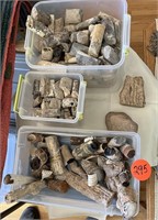(3) Containers Assorted Limb Casts & Geological Sp