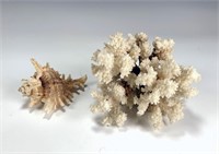 VINTAGE NATURAL CORAL & SHELL SPECIMENS