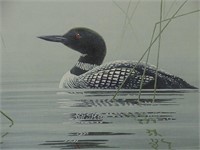 1984 Timeless Common Loon Marc Barrie