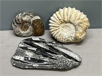 Fossil Specimens Lot Collection Geological